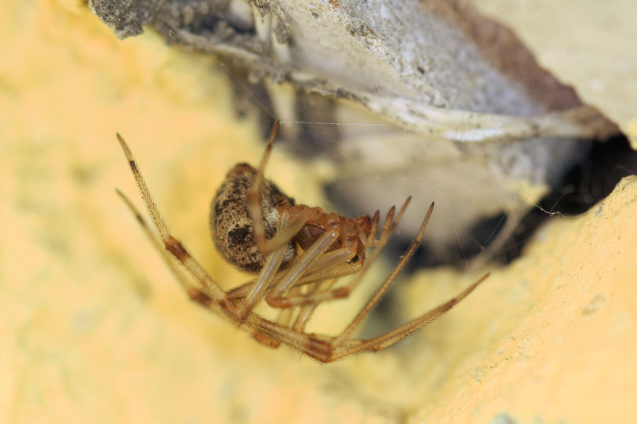 Parasteatoda tepidariorum (Theridiidae)