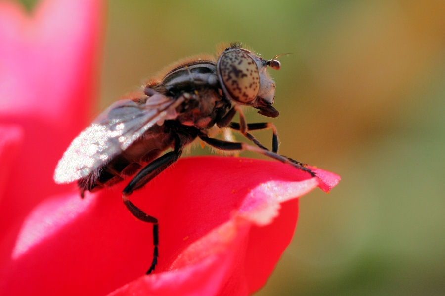 Eristalinus sp.