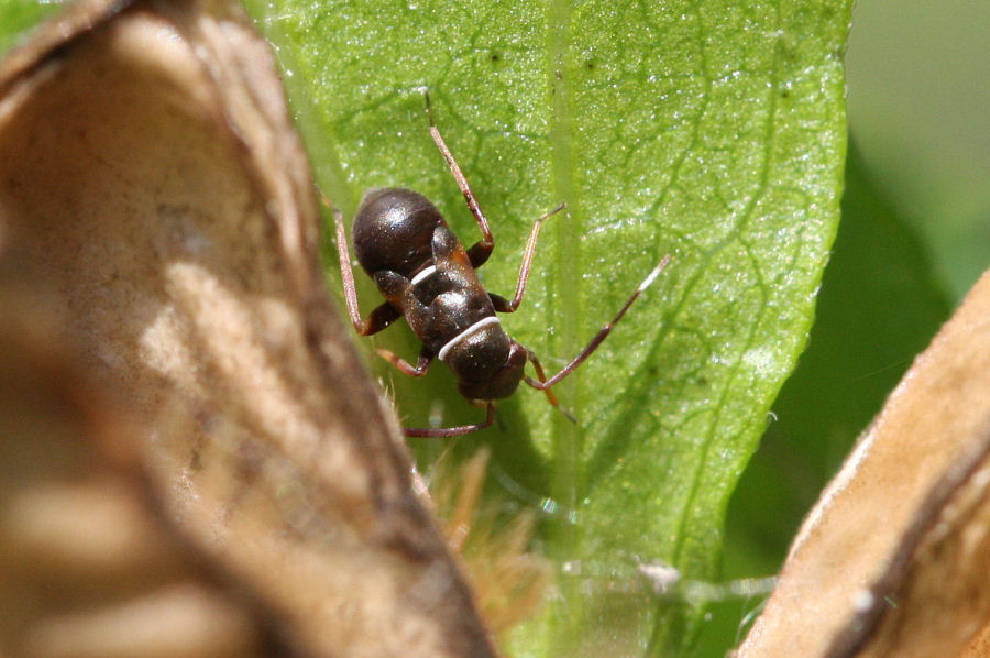 Miridae: Pilophorus perplexus dell''Emilia (BO)