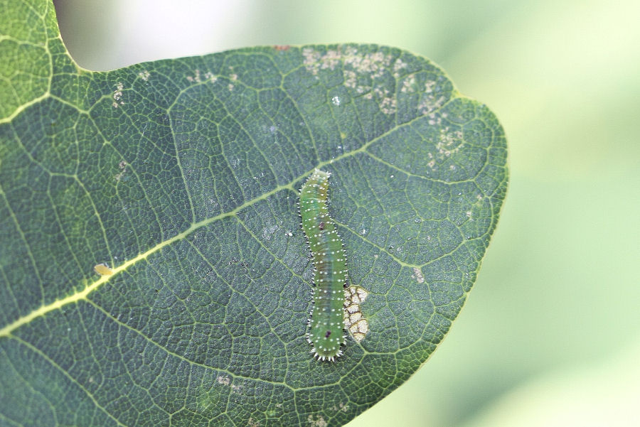 Larva da identificare