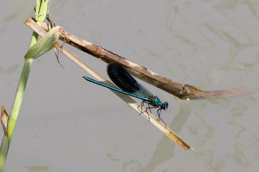 Calopteryx splendens - chiedo conferma