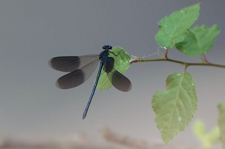 Calopteryx splendens - chiedo conferma