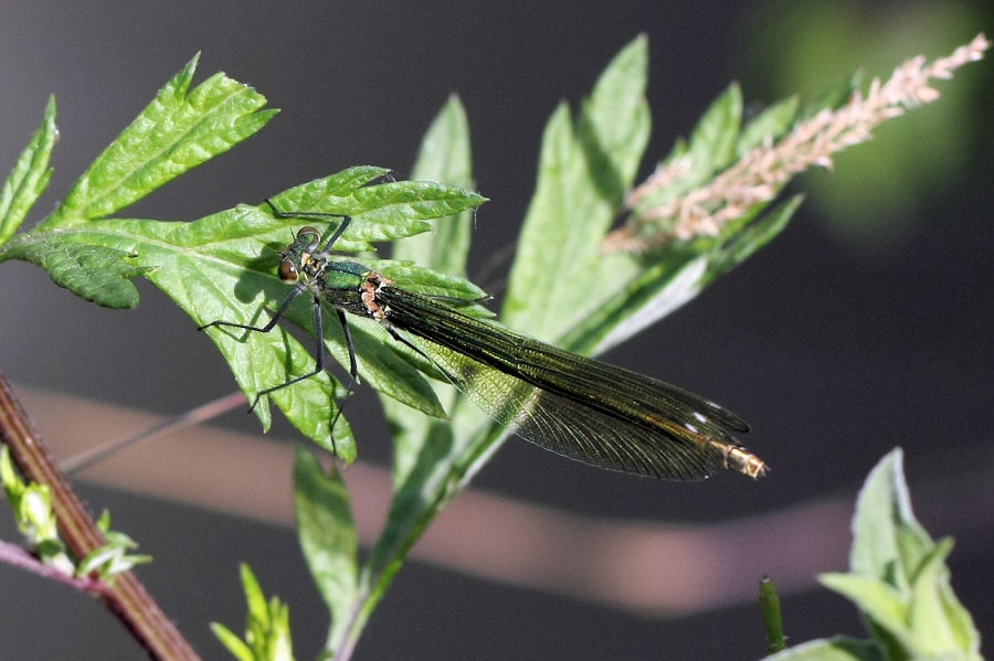 Calopteryx splendens - chiedo conferma