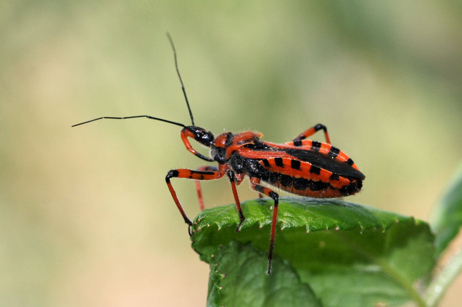 Reduviidae: quale Rhynocoris in Emilia?