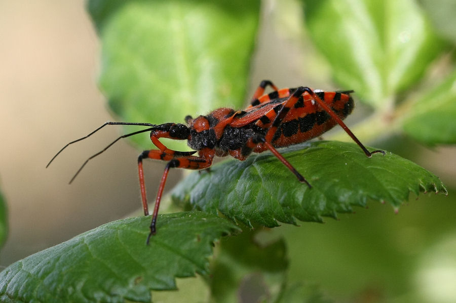 Reduviidae: quale Rhynocoris in Emilia?