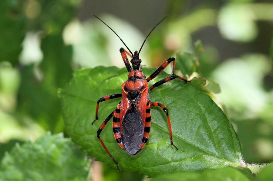 Reduviidae: quale Rhynocoris in Emilia?