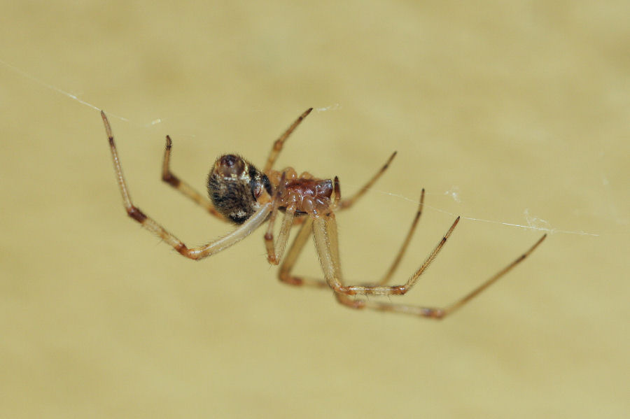 Parasteatoda tepidariorum (Theridiidae)