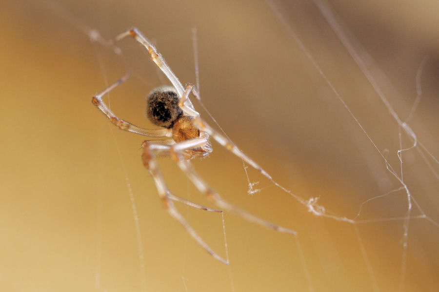 Parasteatoda tepidariorum (Theridiidae)