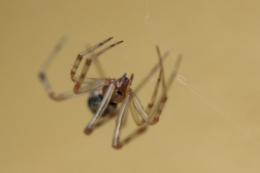 Parasteatoda tepidariorum (Theridiidae)