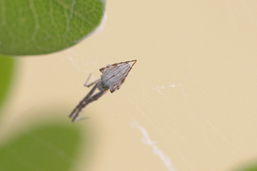 Uloborus walckenaerius