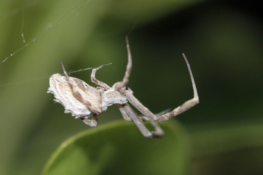 Uloborus walckenaerius