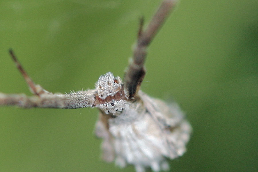 Uloborus walckenaerius