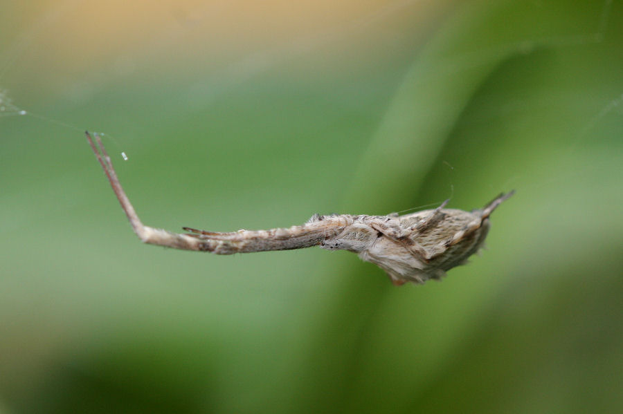 Uloborus walckenaerius