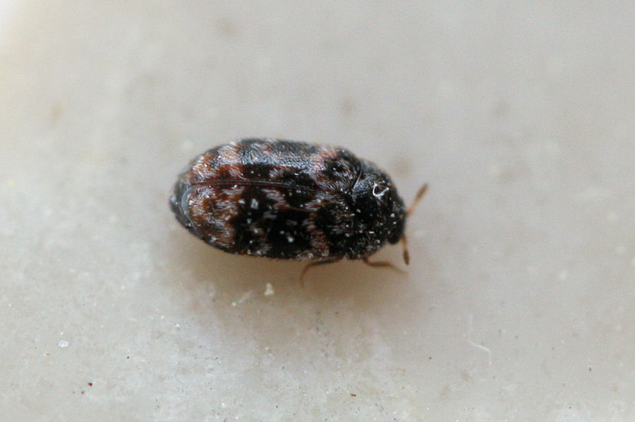 Dermestidae: Trogoderma versicolor