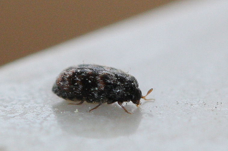 Dermestidae: Trogoderma versicolor