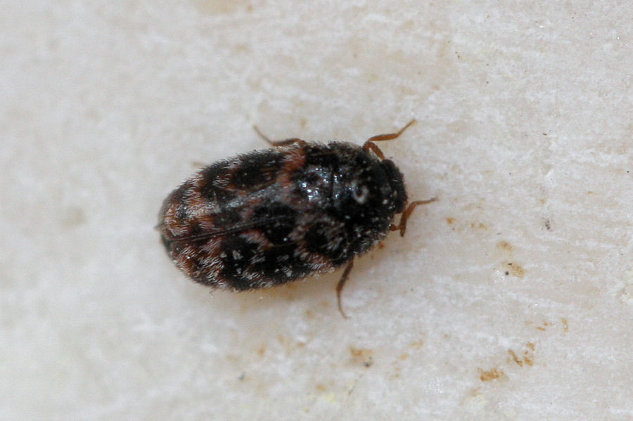 Dermestidae: Trogoderma versicolor