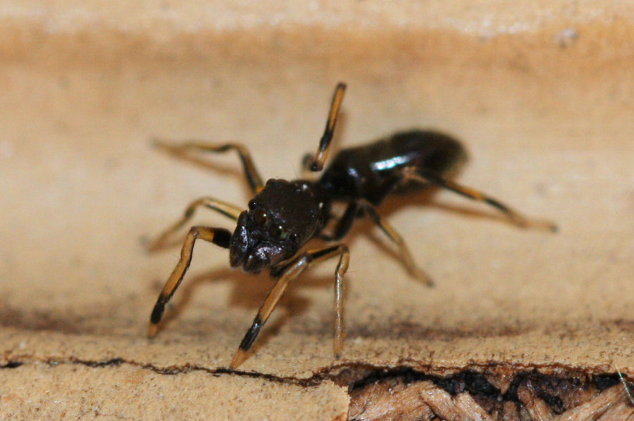 Salticidae -  travestito da formica