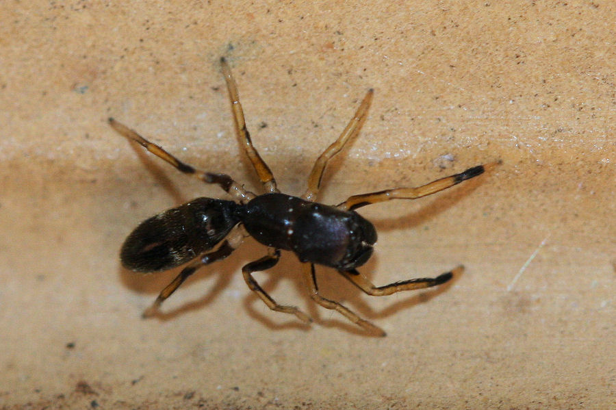 Salticidae -  travestito da formica