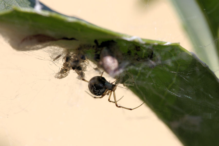 Vita da Theridiidae - osservazioni su Phylloneta sp.