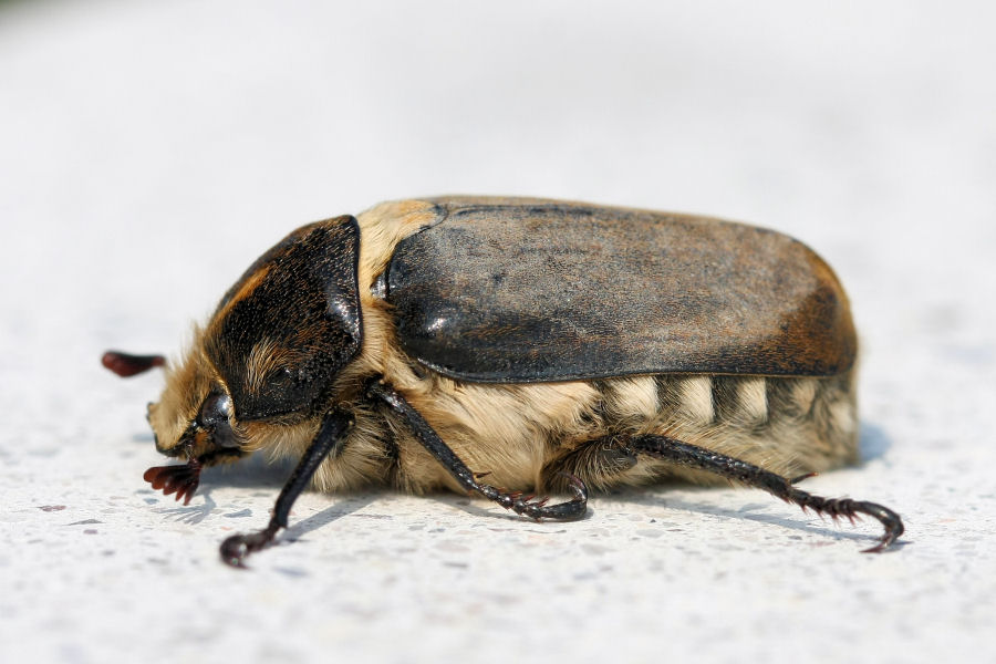 Anoxia scutellaris scutellaris