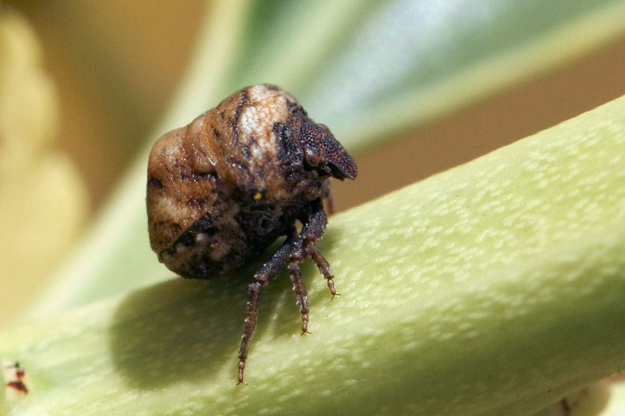 Larva di che cosa? - adulto di Vilpianus galii