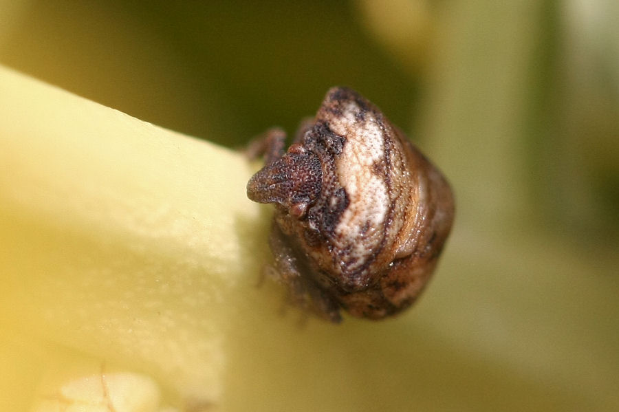 Larva di che cosa? - adulto di Vilpianus galii