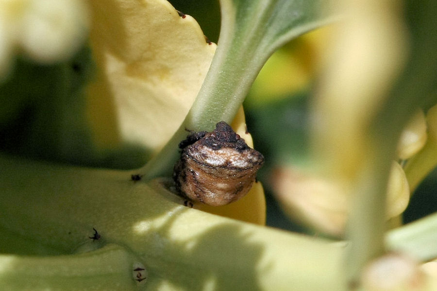 Larva di che cosa? - adulto di Vilpianus galii