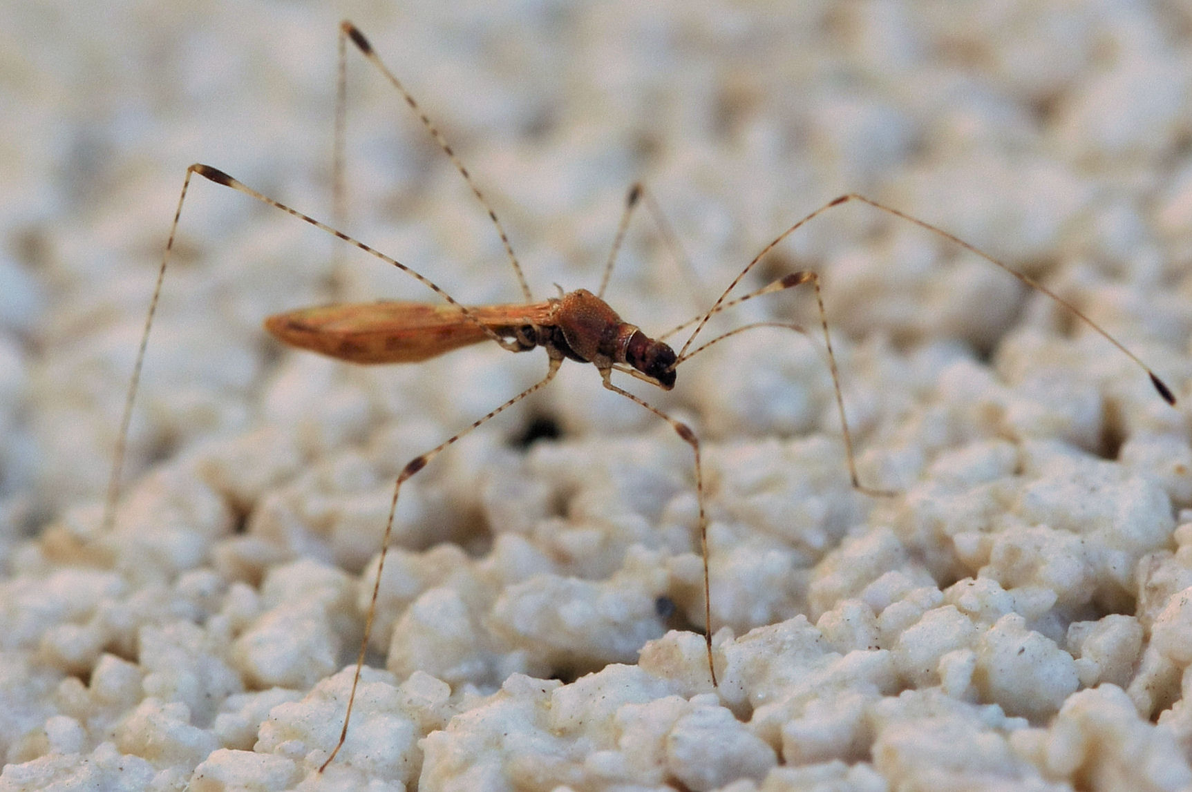 Berytidae: Metacanthus (Cardopostethus) annulosus