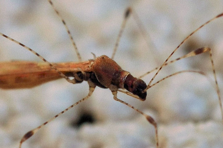 Berytidae: Metacanthus (Cardopostethus) annulosus