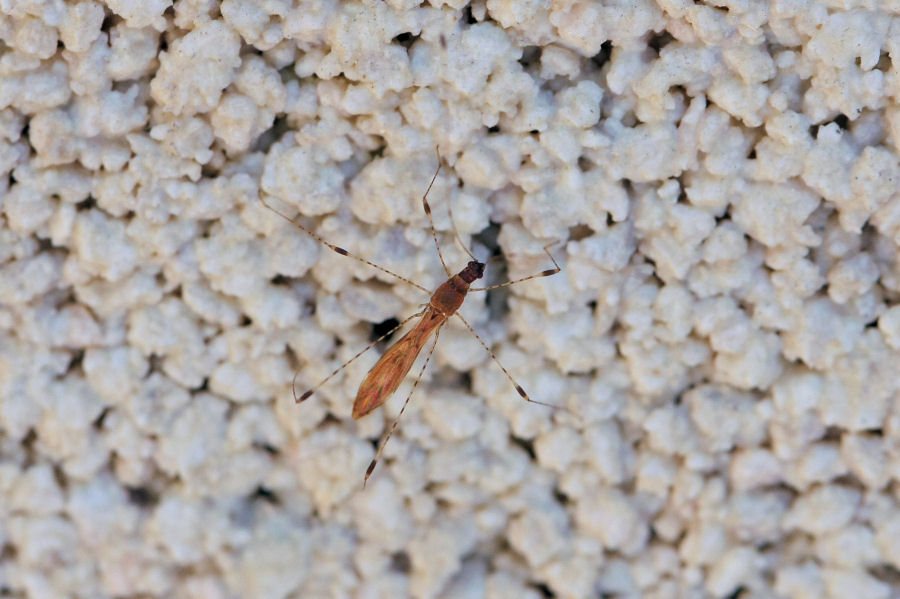 Berytidae: Metacanthus (Cardopostethus) annulosus