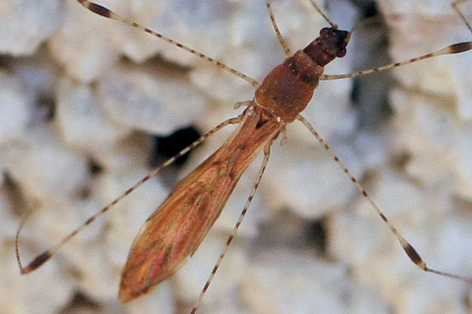 Berytidae: Metacanthus (Cardopostethus) annulosus