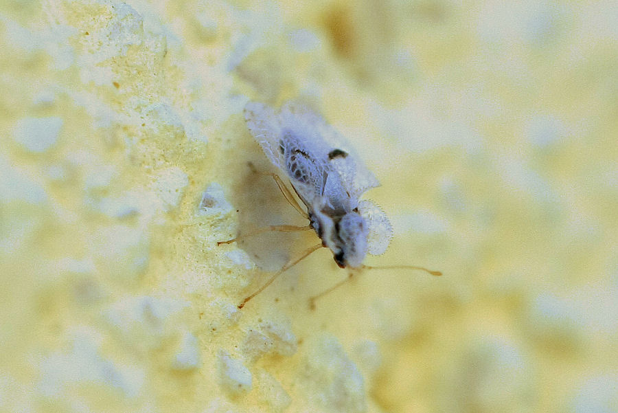 Tingidae: Corythucha ciliata dell''Emilia (BO)