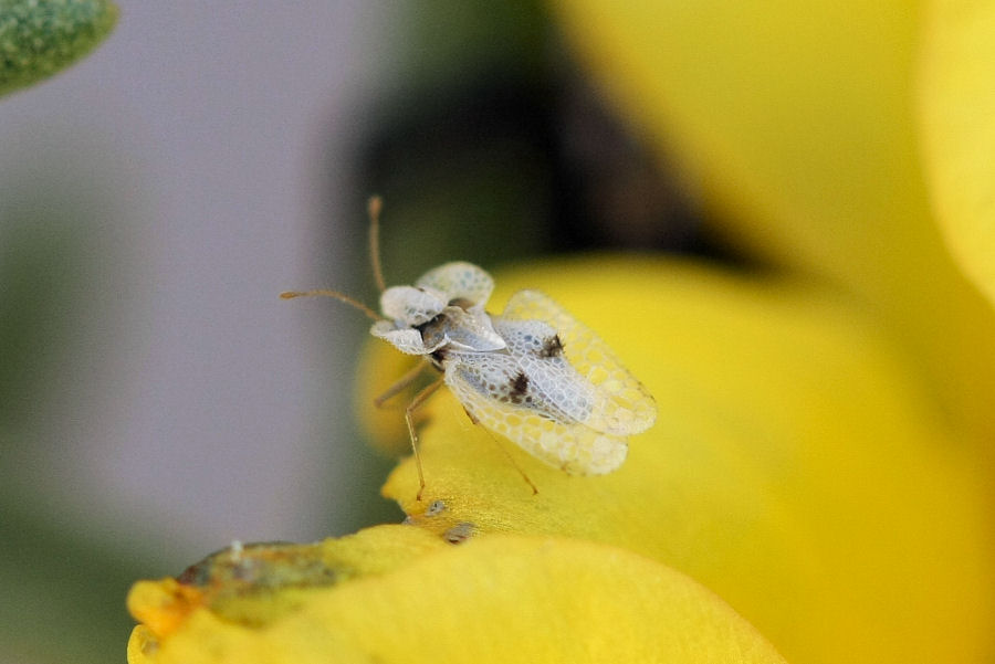 Tingidae: Corythucha ciliata dell''Emilia (BO)