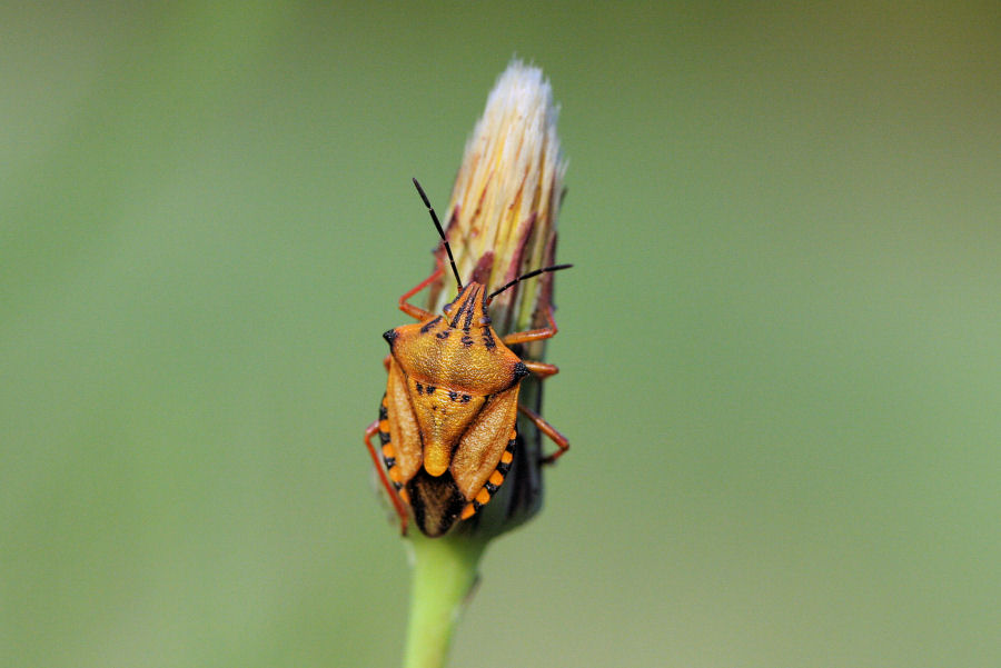 Quali Carpocoris?