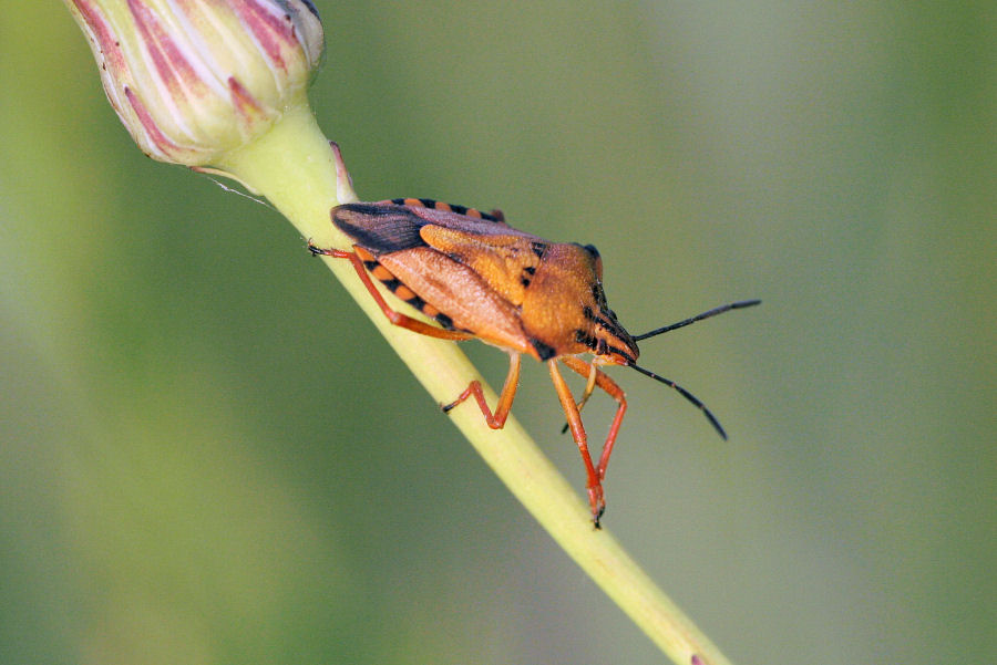 Quali Carpocoris?