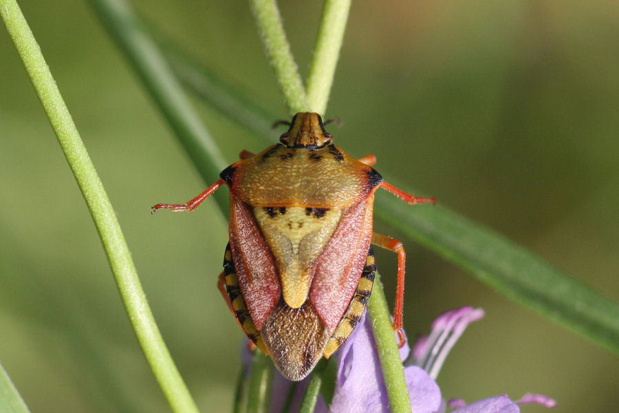 Quali Carpocoris?