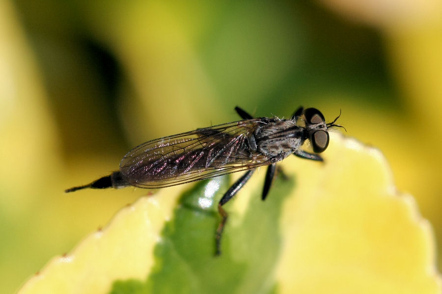 Asilidae