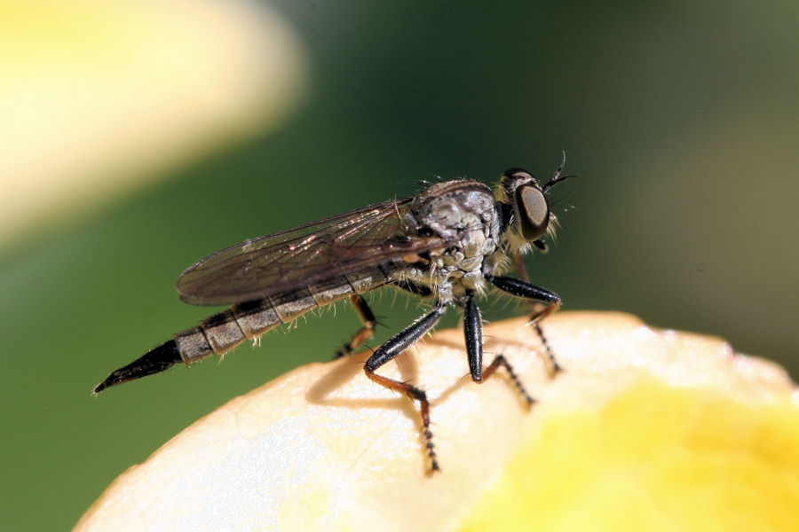 Asilidae