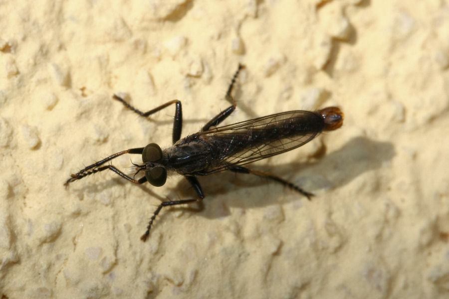 Asilidae