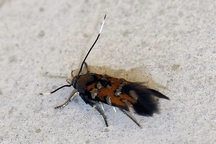 Microlepidottero da identificare