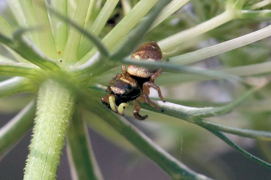 Heliophanus sp.