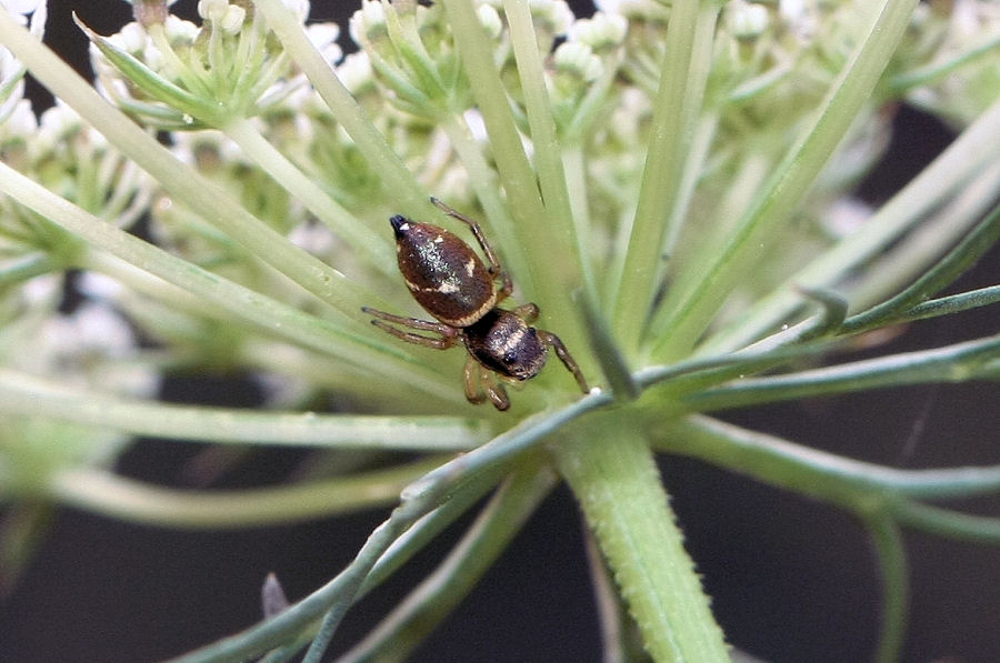 Heliophanus sp.