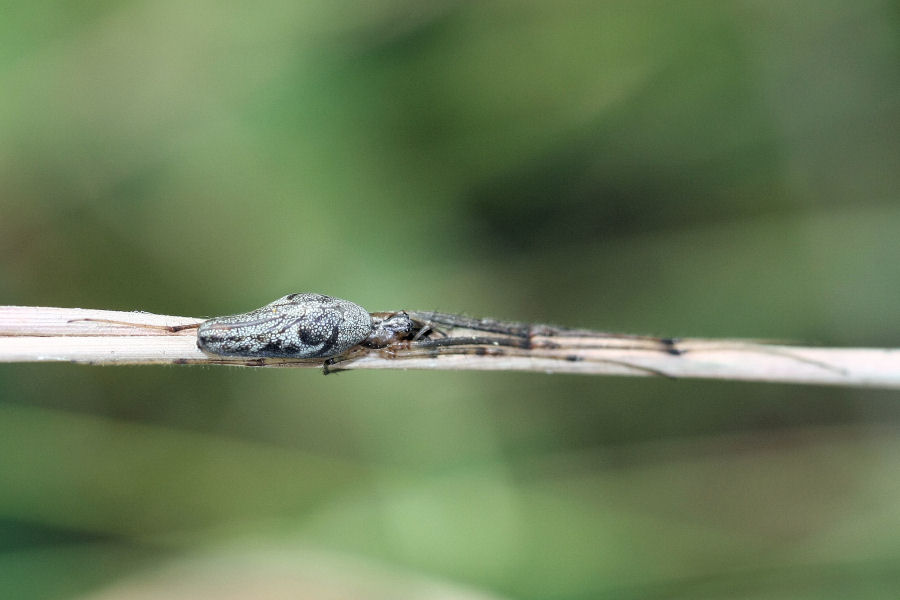 Tetragnatha sp.