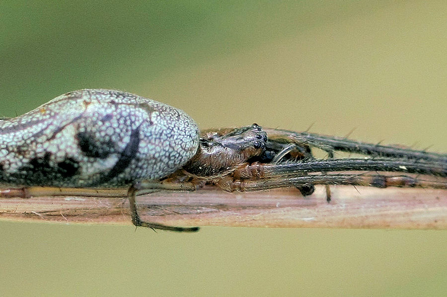 Tetragnatha sp.