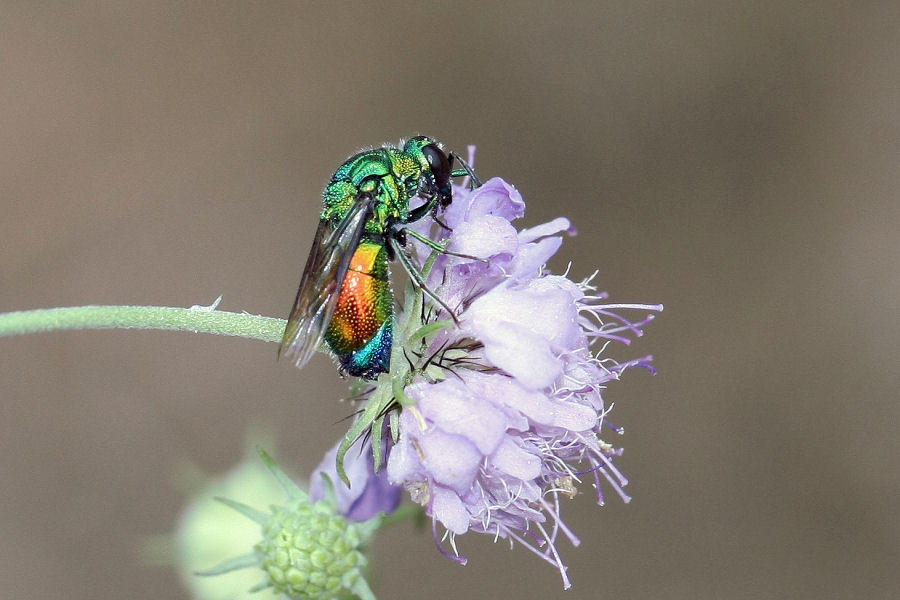 Chrysididae: Stilbum cyanurum