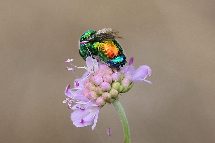 Chrysididae: Stilbum cyanurum