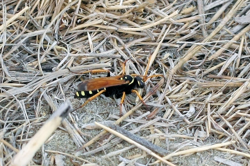 Batozonellus lacerticida