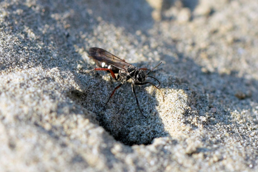 Pompilide che porta un ragno dentro la tana