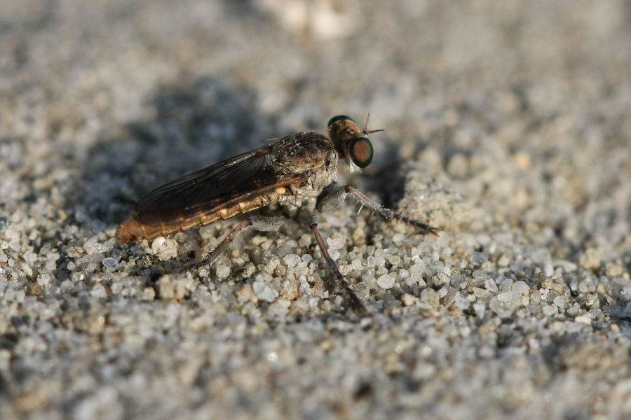 Asilidae