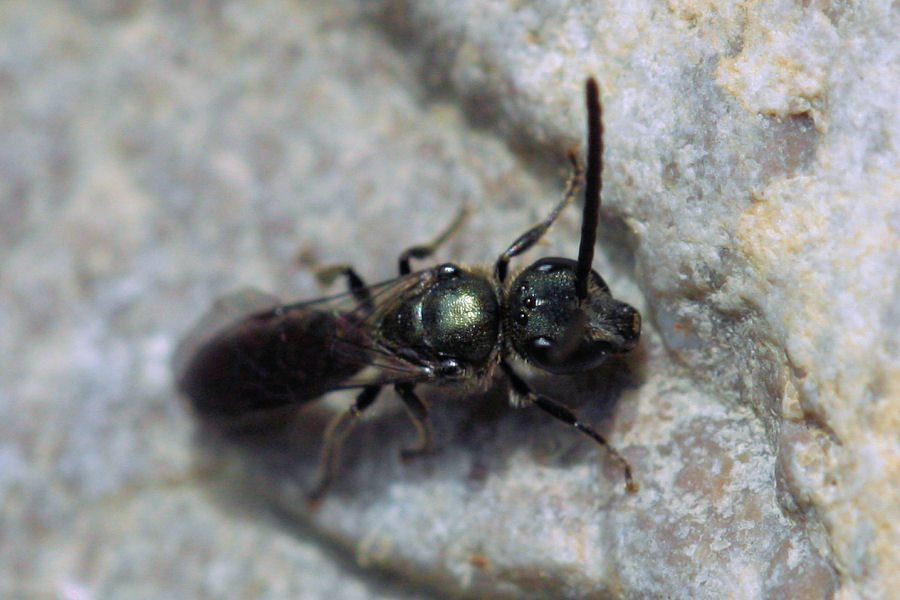 Apidae Halictinae: Lasioglossum sp. o Halictus sp.